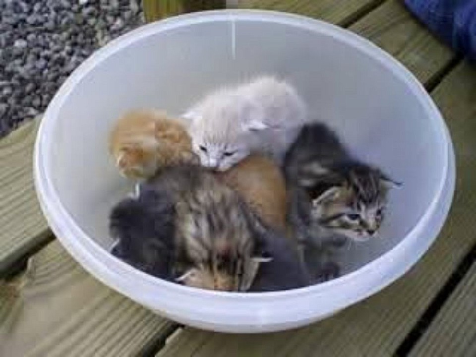 Save the babies :)